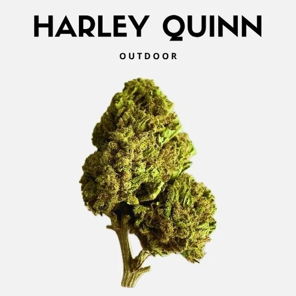 Harley Quinn 25g