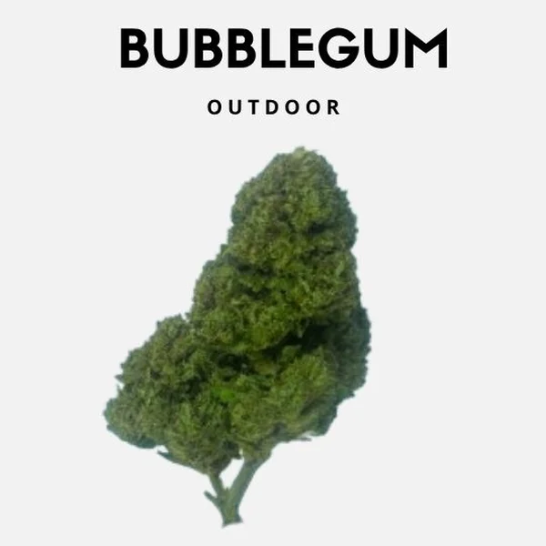 Kit Outdoor 3g x 3 genetiche